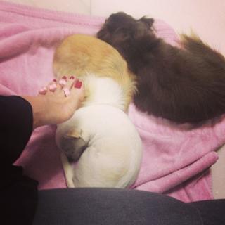 Ana Hickmann feet photo thumbnail