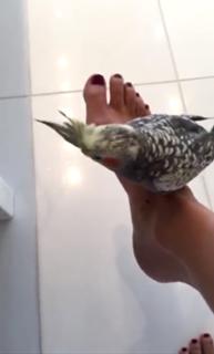 Thalía feet photo thumbnail