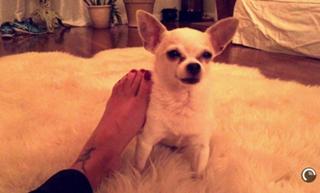 Vida Guerra feet photo thumbnail