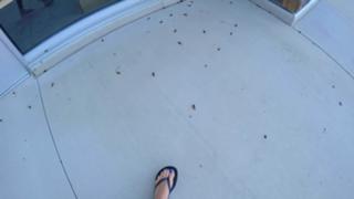 Justine Ezarik feet photo thumbnail