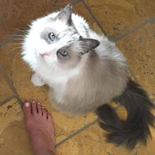 Holly Holm feet photo thumbnail