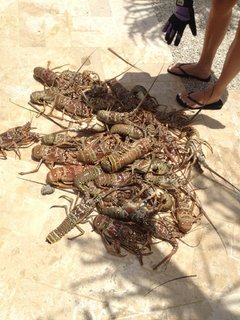 Kayleigh McEnany feet photo 3