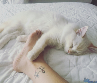 Melita Toniolo feet photo thumbnail