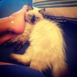 Yasmine Sabry feet photo 3