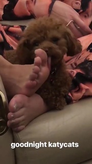 Katy Perry feet photo thumbnail