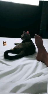 Blanca Suárez feet photo thumbnail