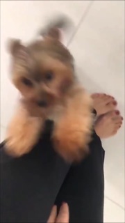 Franciely Freduzeski feet photo thumbnail