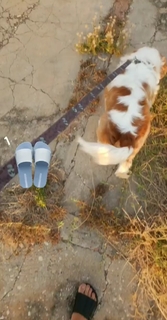 Anitta feet photo thumbnail