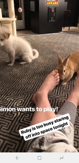 Kaley Cuoco feet photo thumbnail