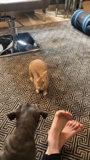 Kaley Cuoco feet photo thumbnail