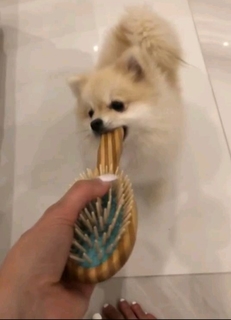 Alia Shelesh feet photo 3