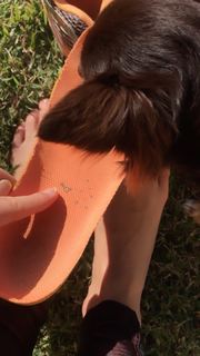 Alaine Crissiê feet photo thumbnail