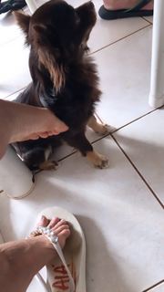 Alaine Crissiê feet photo thumbnail