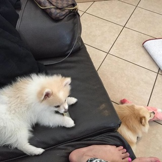 Alia Shelesh feet photo thumbnail