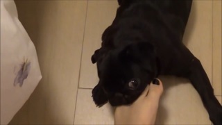Kéfera Buchmann feet photo thumbnail