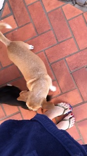 Alaine Crissiê feet photo thumbnail