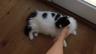 Colleen Ballinger feet photo thumbnail