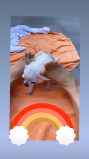 Thalía feet photo thumbnail