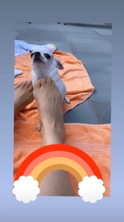 Thalía feet photo thumbnail