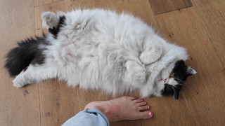 Colleen Ballinger feet photo thumbnail