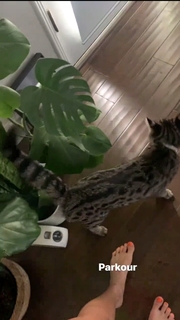 Chantel Jeffries feet photo thumbnail