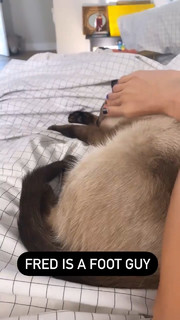 Gabbie Hanna feet photo thumbnail