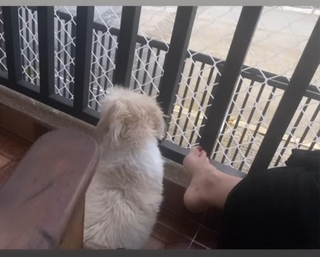 Franciely Freduzeski feet photo thumbnail