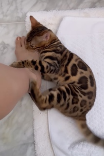 Grazi Massafera feet photo thumbnail