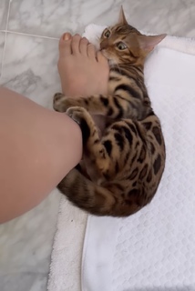 Grazi Massafera feet photo thumbnail