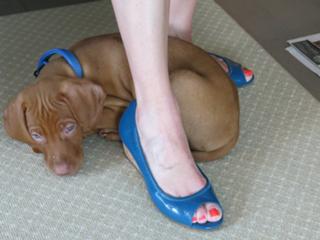 Dana Perino feet photo 4