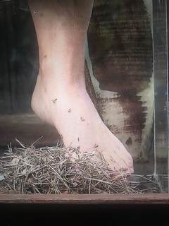 Myleene Klass feet photo thumbnail