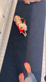 Angela Kinsey feet photo thumbnail