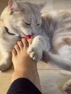 Salma Hayek feet photo 1