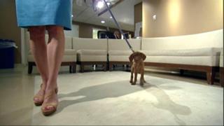 Dana Perino feet photo 5