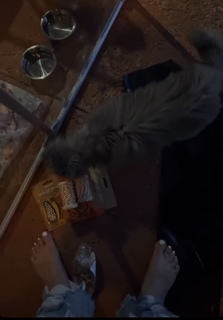 Aaryn Gries feet photo 2