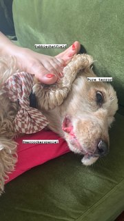 Abbie Chatfield feet photo 10
