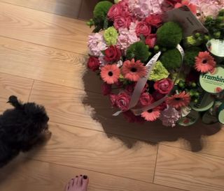 Adel Veigel feet photo 6