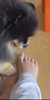 Adel Veigel feet photo 8