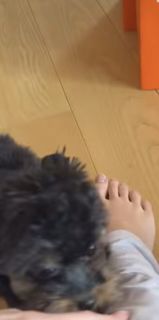 Adel Veigel feet photo 7