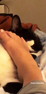 Adelaide Kane feet photo thumbnail