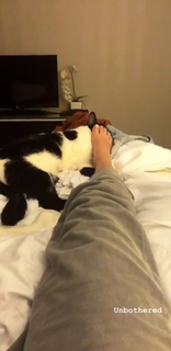 Adelaide Kane feet photo thumbnail