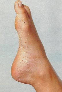 Adriana Birolli feet photo 2