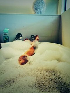 Ajla Tomljanović feet photo 2