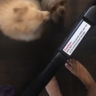 Alia Shelesh feet photo thumbnail