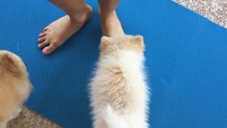 Alia Shelesh feet photo thumbnail