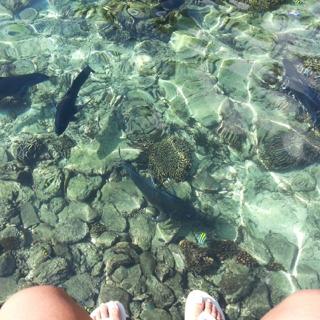 Alice Dixson feet photo 9