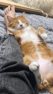 Alina Gingertail feet photo 20