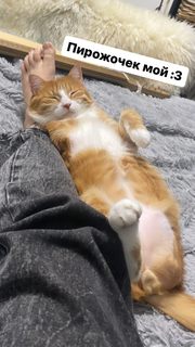 Alina Gingertail feet photo 19