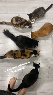 Alina Gingertail feet photo 6
