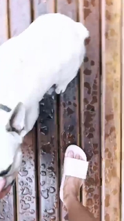 Aline Campos feet photo thumbnail